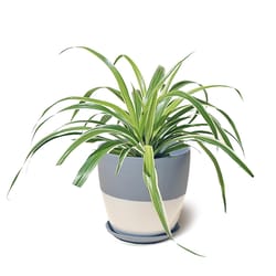 Chive Dyad 5 in. D Ceramic Flower Pot Blue Gray