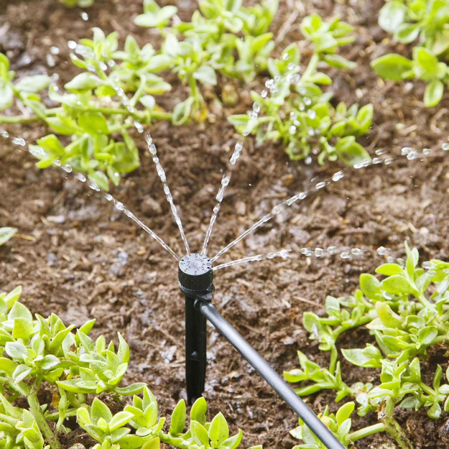 thumbnail image 2 of Raindrip Half Circle Adjustable Stream Spray Bubbler – 2 X 4-Pack – A16004B Drip Irrigation 2 of 6