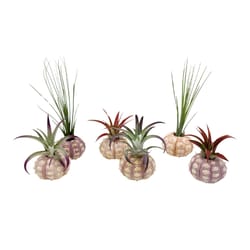 Russell's Bromeliads 3 in. Sputnik Shell Air Plant