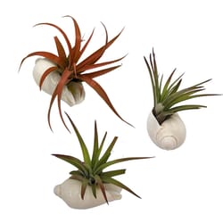 Russell's Bromeliads Green Assorted Shells Decorative Planter Air Plant