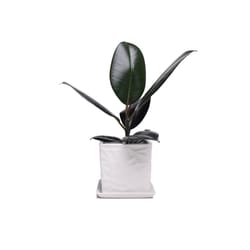 Chive Virago 5 in. D Ceramic Shape D Flower Pot White