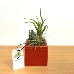 Eve's Garden 9 in. H X 3 in. W X 3 in. D Ceramic Air Plant and Succulent Multicolored