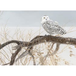 Cobble Hill Fallen Willow Snowy Owl Jigsaw Puzzle 500 pc