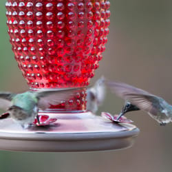 Perky-Pet Hummingbird 16 oz Glass Nectar Feeder 4 ports