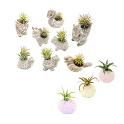 Russell's Bromeliads 3 Inch Decor Item 7.99 Retail Air Plant
