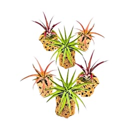 Russell's Bromeliads 3 Inch Cholla Gardens Air Plant