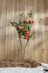 Panacea 33 in. H X 12 W Steel Tomato Cage