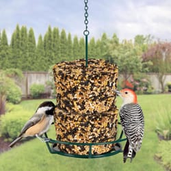 Kaytee Songbird Sunflower Seeds and Peanuts Wild Bird Seed 7.4 oz