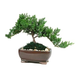 Eve's Garden Bonsai Tree 6 pk
