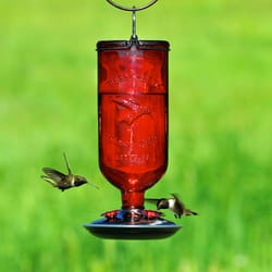 Perky-Pet Wild Bird 1 cups Plastic Window Bird Feeder 1 ports - Ace Hardware