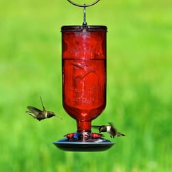 Perky-Pet Hummingbird 16 oz Glass/Metal/Plastic Nectar Feeder 4 ports