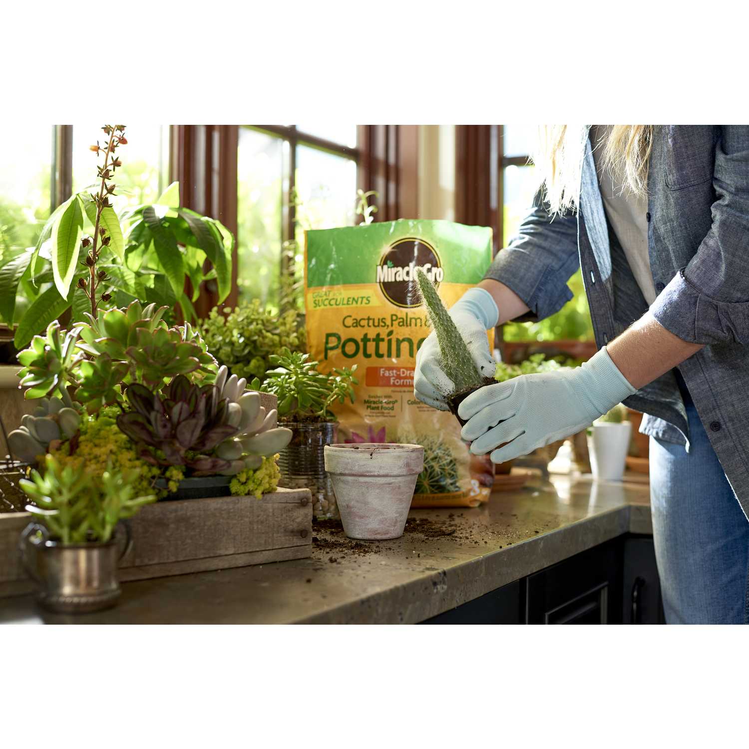 MiracleGro Cactus, Palm &amp; Citrus Soil Potting Mix 8 qt