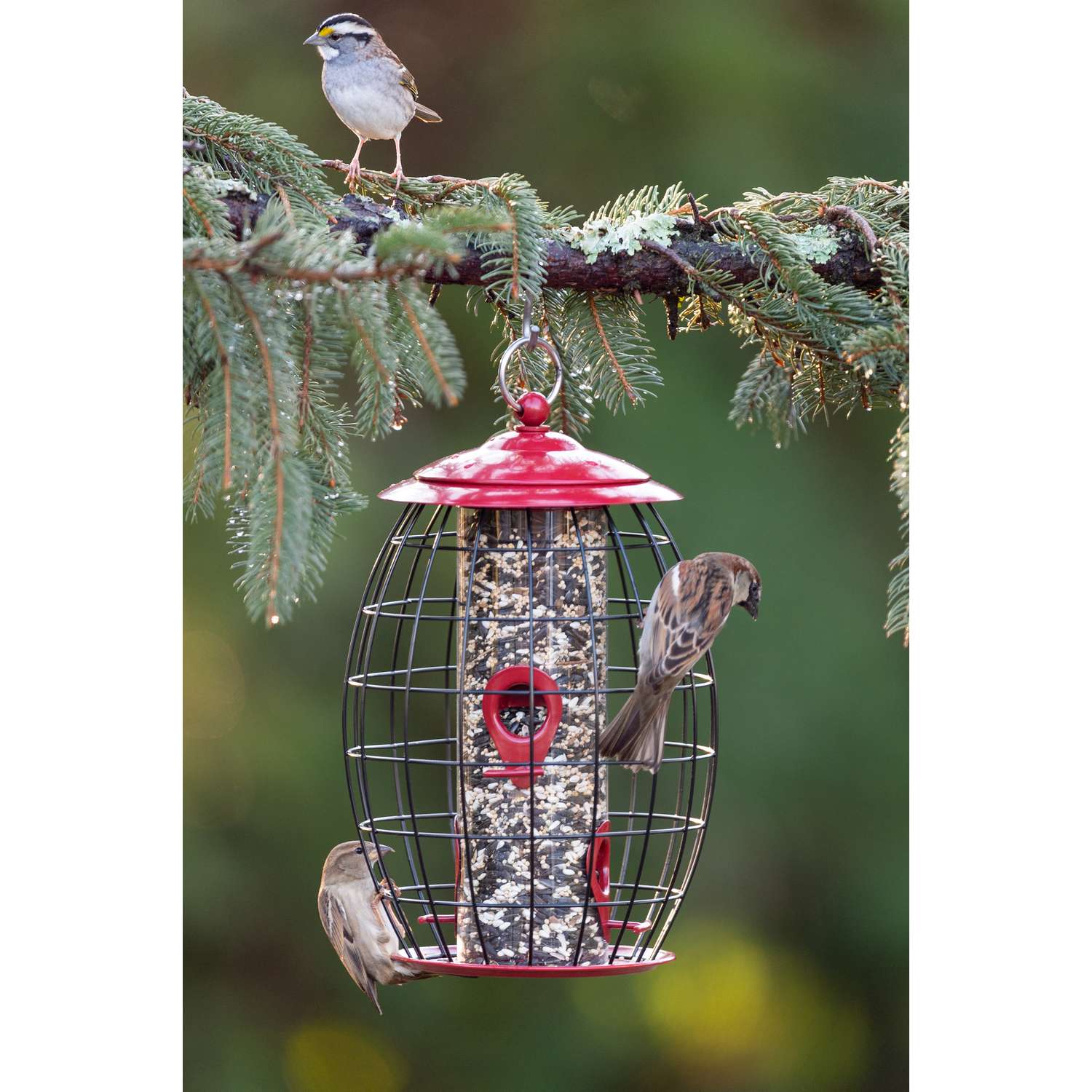Stokes Select Wild Bird 1.25 lb Metal/Plastic Caged Tube Bird Feeder 4 ports Ace Hardware