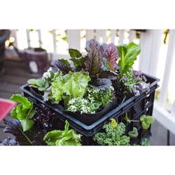 Smart Pot 12 in. H X 12 in. W X 12 in. D Geo-Thermal Fabric Milk Crate Grow Bag Planter Black