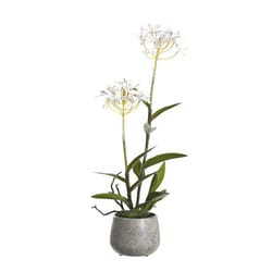 DW Silks 21 in. H X 8 in. W X 8 in. L Polyester White Epidendrum Orchids in Stone Planter