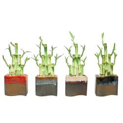 Eve's Garden 14 in. H X 4.5 in. W X 2.5 in. D Ceramic New Wave Vase with Lucky Bamboo Stalks Assorte