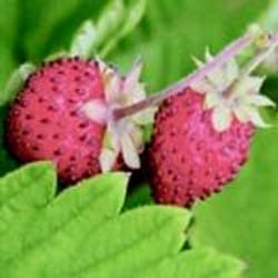 Livingston Seed Sow Easy Fruit Seeds 1 pk