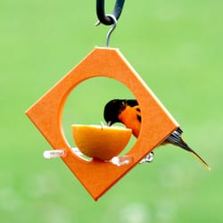 Songbird Essentials Oriole Plastic Diamond Fruit and Nut Bird Feeder 1 ports