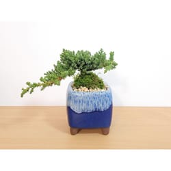 Eve's Garden 9 in. H X 4 in. D X 4.5 in. D Ceramic Drip Pot Bonsai Tree Blue