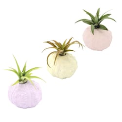 Russell's Bromeliads Seashell Inspirations Decorative Planter Air Plant