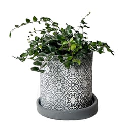 Chive Balter 3.5 in. D Ceramic Succulent Pot Grey Paisley