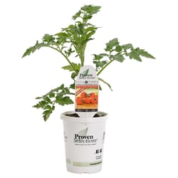 Proven Selection Tasty Treat Red Tomato Drop in Pot Vegetable Plant