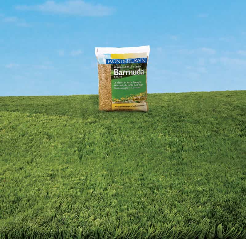 Barenbrug Wonderlawn Bermuda Lawn Seed Blend 1 lb. Ace Hardware