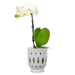 Trendspot Orchid 6.1 in. H X 5.5 in. W X 5.5 in. D X 6 in. D Ceramic Planter White