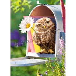 Avanti Baby Owl in Mailbox Encouragement Card Paper 2 pc
