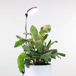 Mossify Hydroponic Grow Light 10 W LED