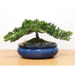 Eve's Garden Bonsai Tree 2 pk