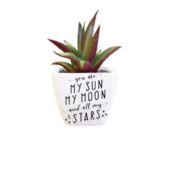 Sentiment Succulents 4 in. H X 2.25 in. L Multicolored Plastic Planter