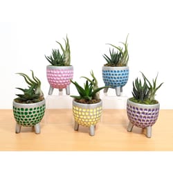 Eve's Garden 7 in. H X 3 in. D Ceramic Tripod Air Plant and Succulent Multicolored