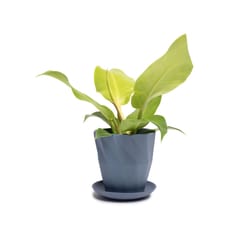 Chive Virago 5 in. D Ceramic Shape G Flower Pot Blue Grey