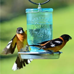 Perky-Pet Wild Bird 32 oz Glass/Metal Mason Jar Bird Waterer 1 ports