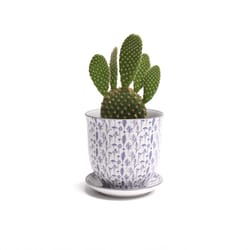 Chive Liberte 3.25 in. D Ceramic Succulent Pot Blue Feathers