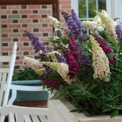 National Plant Network Multicolored Buddleia Grower Flowering Plant