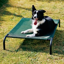 Coolaroo Green Polyethylene Elevated Pet Bed 8 in. H X 25-1/2 in. W X 42 in. L