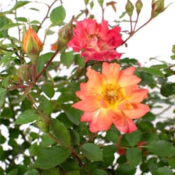 National Plant Network Orange Rose Orange Honey Grower Flowering Plant