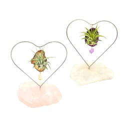 Russell's Bromeliads Quartz Desk Heart Air Plant
