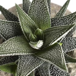 National Plant Network Haworthia Decorative Planter Succulent