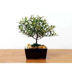 Eve's Garden Bonsai Tree 1 pk