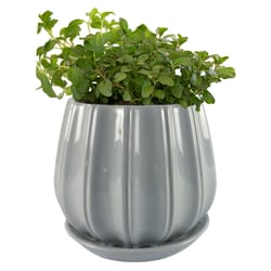 Trendspot Contour 5.5 in. H X 5.9 in. W X 5.9 in. D X 6 in. D Ceramic Planter Gray