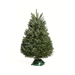 Kirk 3 ft. Full Elf Christmas Tree