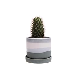 Chive Minute 3 in. D Ceramic Succulent Pot Matte Green