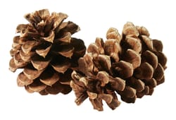 The Buffalo Broom Company Brown Pinecones