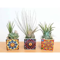 Eve's Garden 9 in. H X 3 in. W X 3 in. D Ceramic Kaleidoscope Air Plant and Succulent Assorted