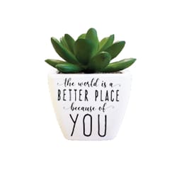 Sentiment Succulents 4 in. H X 2.25 in. L Multicolored Plastic Planter