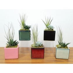 Eve's Garden 10 in. H X 4 in. W X 4 in. D Ceramic Air Plant and Succulent Assorted