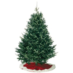 Kirk 7 ft. Full Balsam Fir Christmas Tree